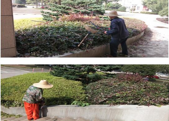 綠植修剪，美化環境